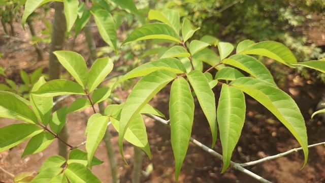 イロハモミジ 紅葉 モミジ 花 花言葉 紅葉 育て方 山西緑地 庭木植木販売