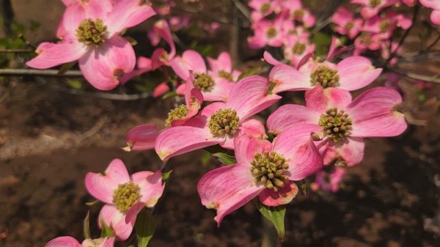 アオダモ 花 葉 紅葉 販売 バット 株立ち シンボルツリー 山西緑地 庭木植木販売