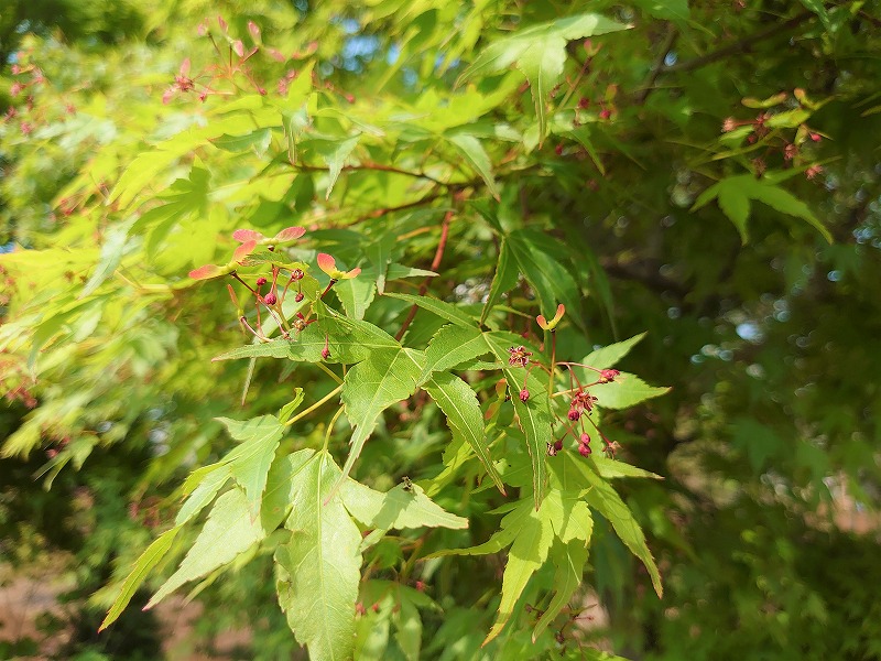 イロハモミジ 紅葉 モミジ 花 花言葉 紅葉 育て方 山西緑地 庭木植木販売