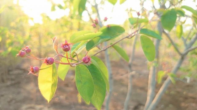 イロハモミジ 紅葉 モミジ 花 花言葉 紅葉 育て方 山西緑地 庭木植木販売 イロハモミジ 紅葉 モミジ 花 花言葉 紅葉 育て方 山西緑地 庭木植木販売