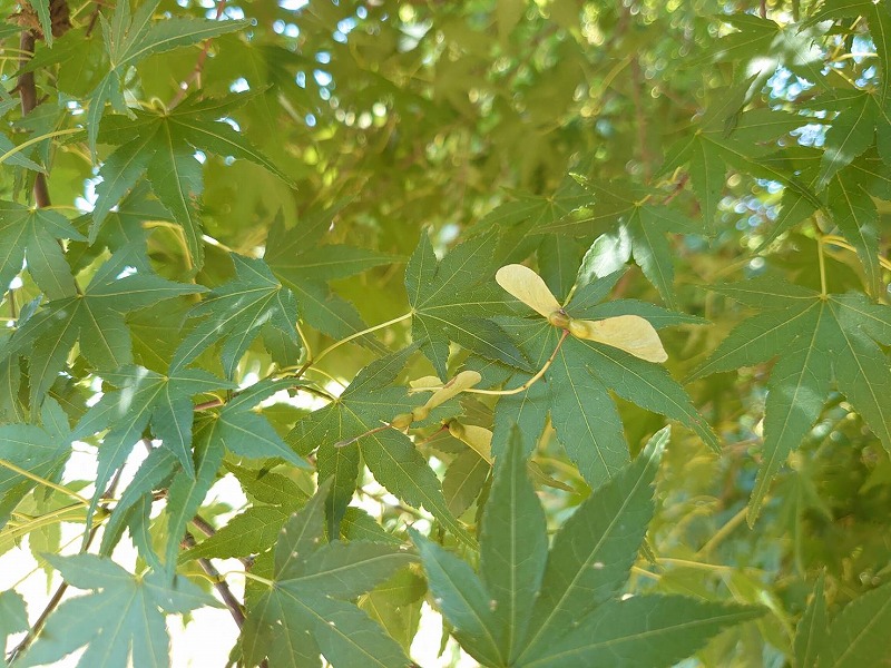 イロハモミジ 紅葉 モミジ 花 花言葉 紅葉 育て方 山西緑地 庭木植木販売