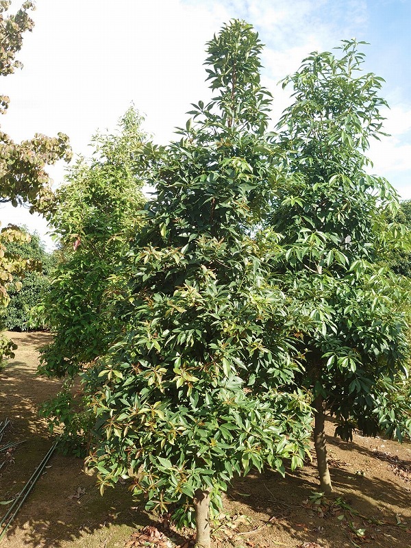 イリシウム ランセオラツム 樒 花 匂い 葉 アニス 実 山西緑地 庭木植木販売
