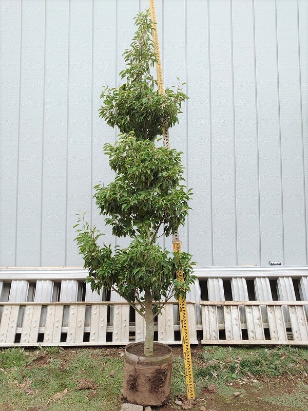 ソヨゴ 花 実 株立ち シンボルツリー 花言葉 虫 山西緑地 庭木植木販売