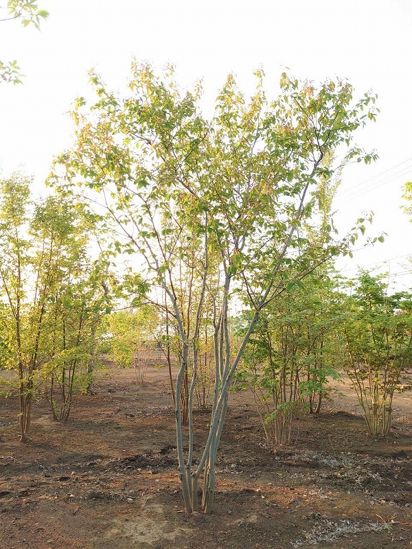 ジューンベリー 花 実 ジャム 育て方 剪定 山西緑地 庭木植木販売